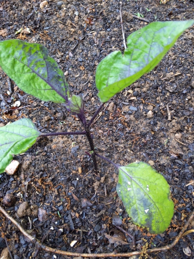 视频茄子种植技术大全_视频茄子种植技术视频教程_茄子种植视频技术