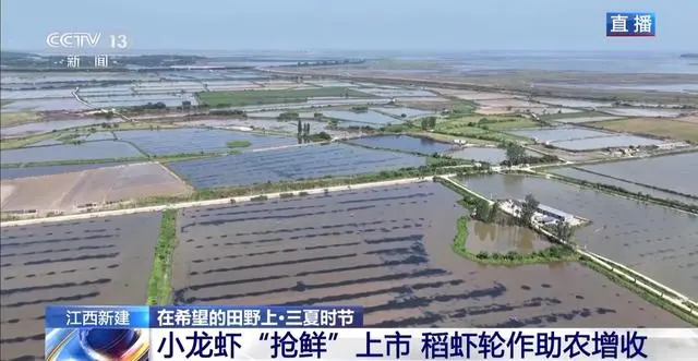 “抢鲜”上市 养出一只肥美的小龙虾需要几步？