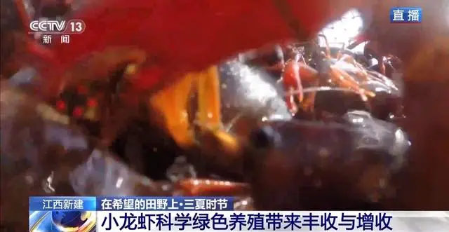 尤虾养殖技术_罗氏沼虾养殖技术_南美白对虾养殖技术