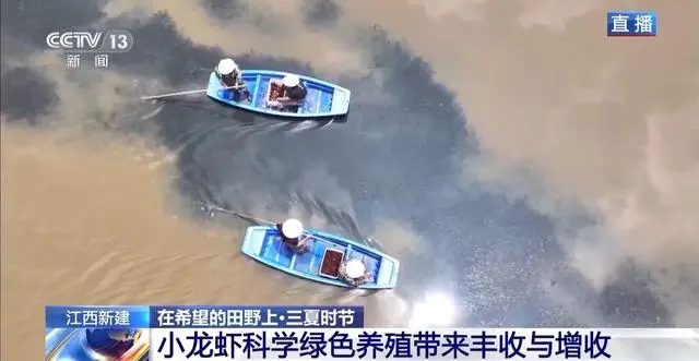 尤虾养殖技术_罗氏沼虾养殖技术_南美白对虾养殖技术