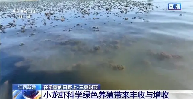 罗氏沼虾养殖技术_尤虾养殖技术_南美白对虾养殖技术