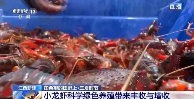 罗氏沼虾养殖技术_南美白对虾养殖技术_尤虾养殖技术