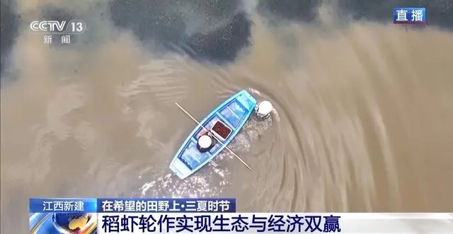 罗氏沼虾养殖技术_南美白对虾养殖技术_尤虾养殖技术