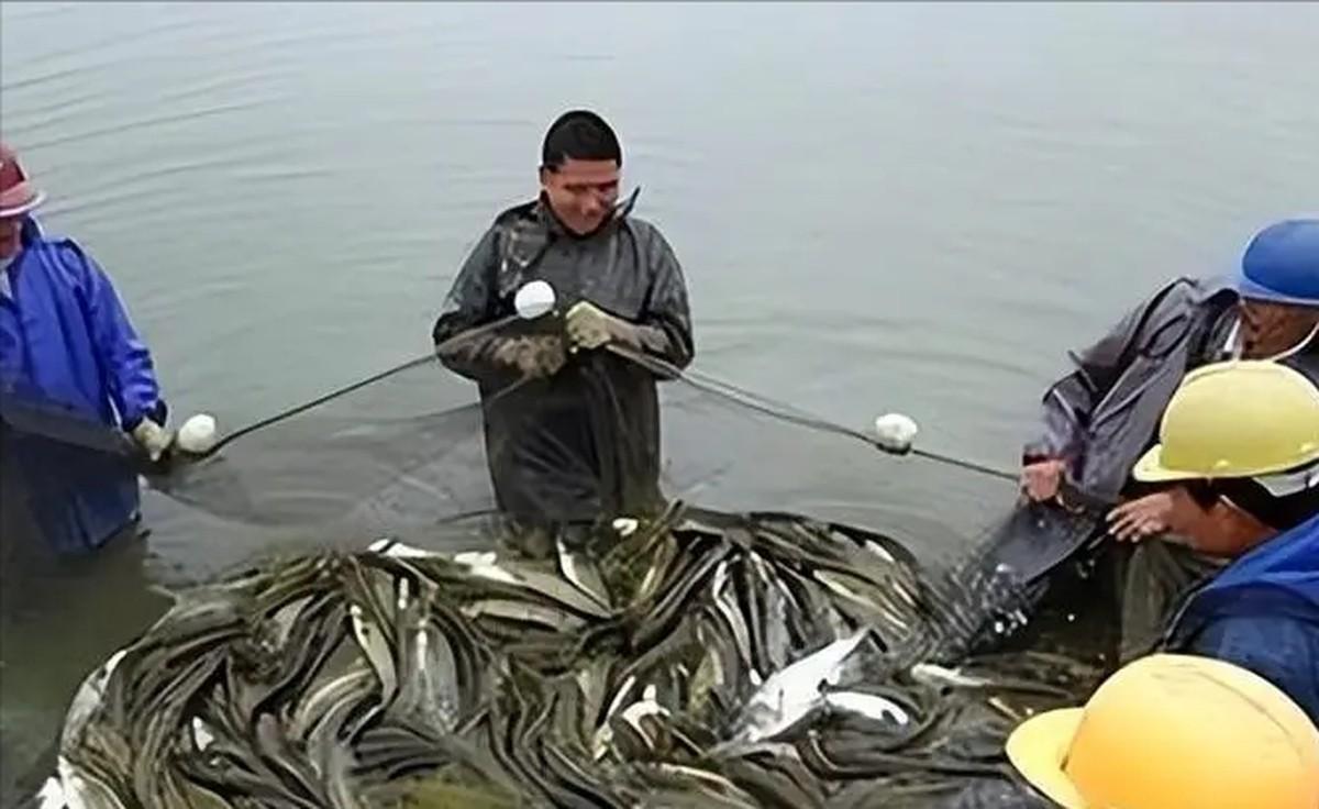 养殖中华鲶鱼致富经历_致富养殖中华鲶鱼经历了什么_中华鲶鱼苗哪里买