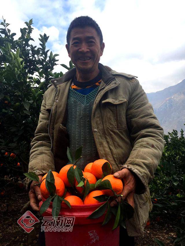 于都种植脐橙致富_于都哪里的脐橙好吃_于都县橙子