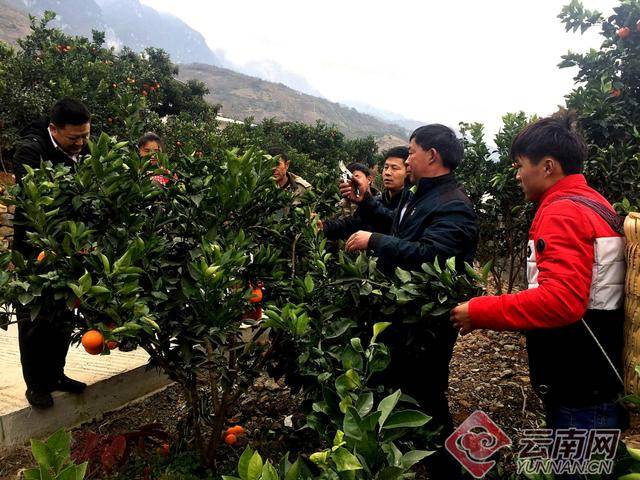 于都种植脐橙致富_于都哪里的脐橙好吃_于都县橙子