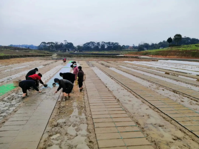 致富经水稻_致富经种植水稻视频_种植水稻致富案例