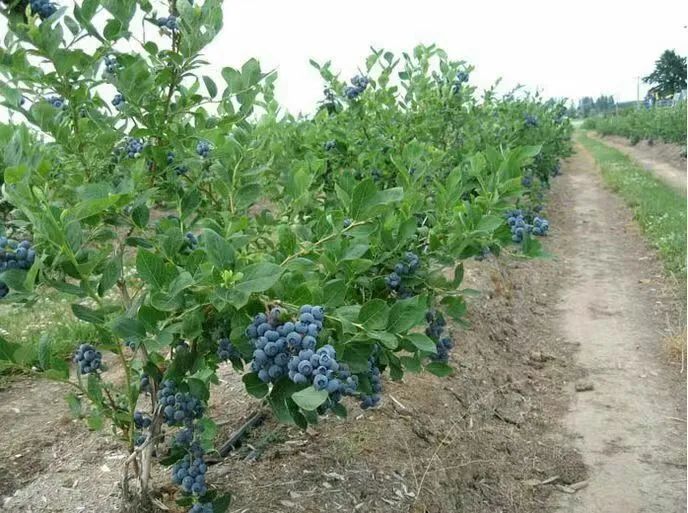 种植扶贫致富_扶贫种植有什么项目_种植脱贫致富