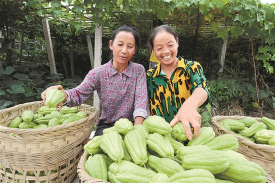 农村致富项目种植_扶贫种植有什么项目_种植扶贫致富