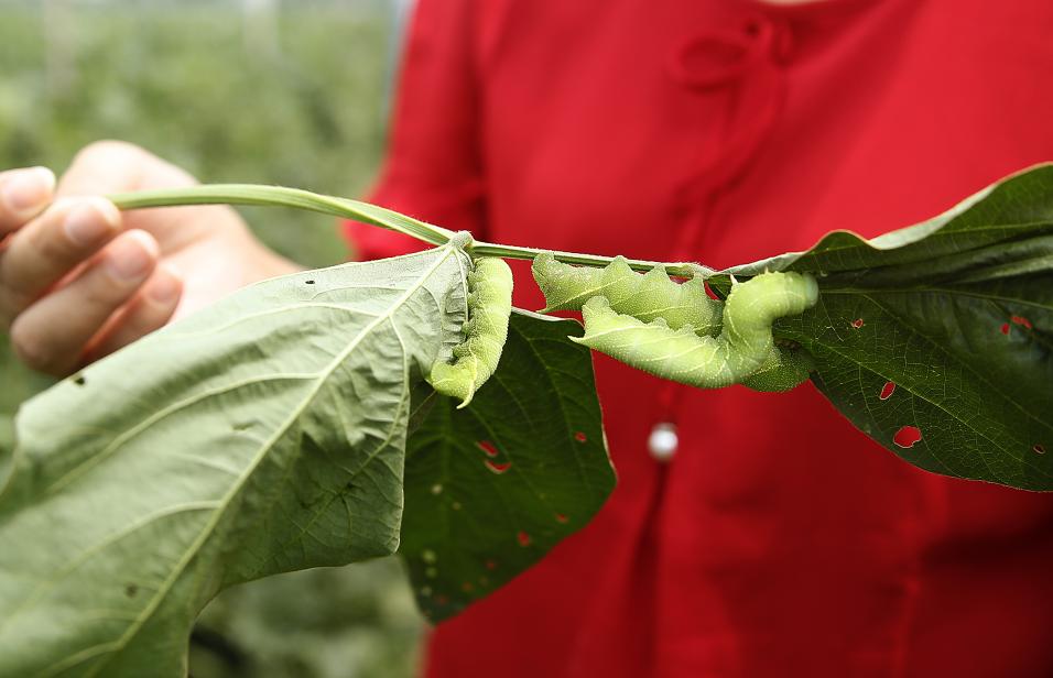 致富经养豆虫养殖视频_豆虫养殖致富_致富养殖豆虫视频