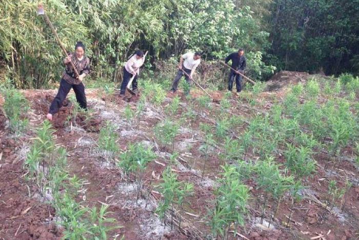 农村大叔种地亩赚5万，无私公开了种植秘诀，赚钱就这么简单