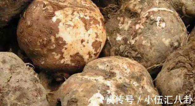 庭院种植致富品种_庭院致富经验案例_庭院经济致富产业