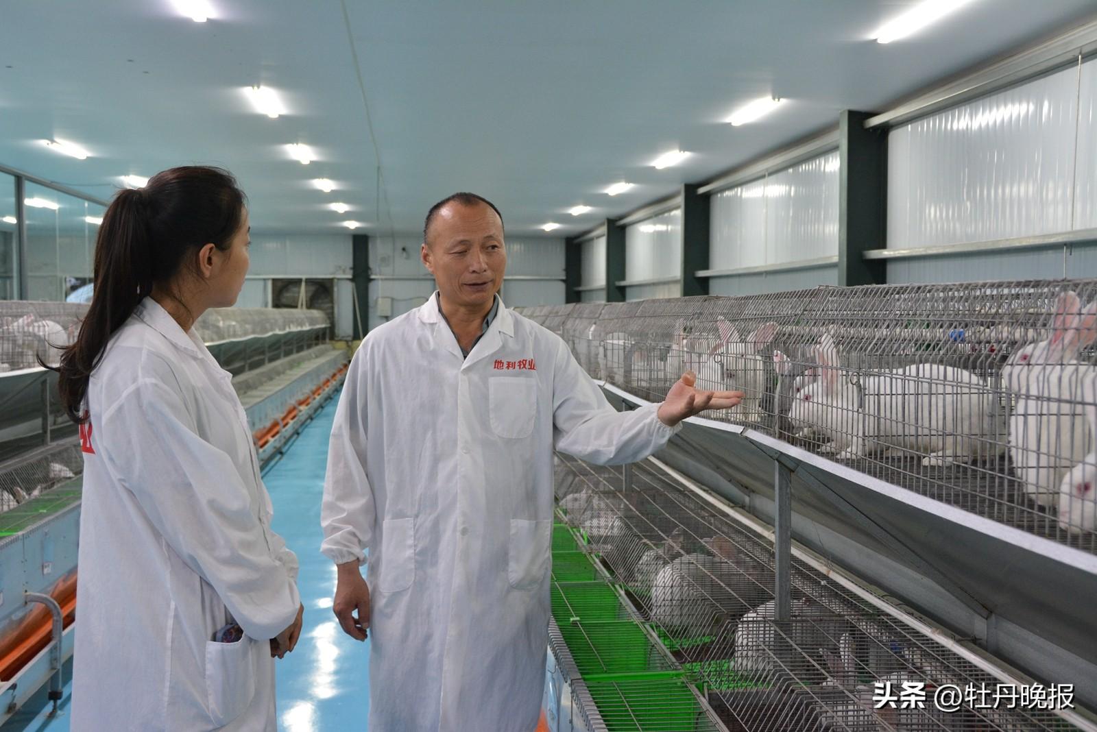 视频致富养殖肉兔是真的吗_致富经肉兔的养殖技术视频_致富经肉兔养殖视频