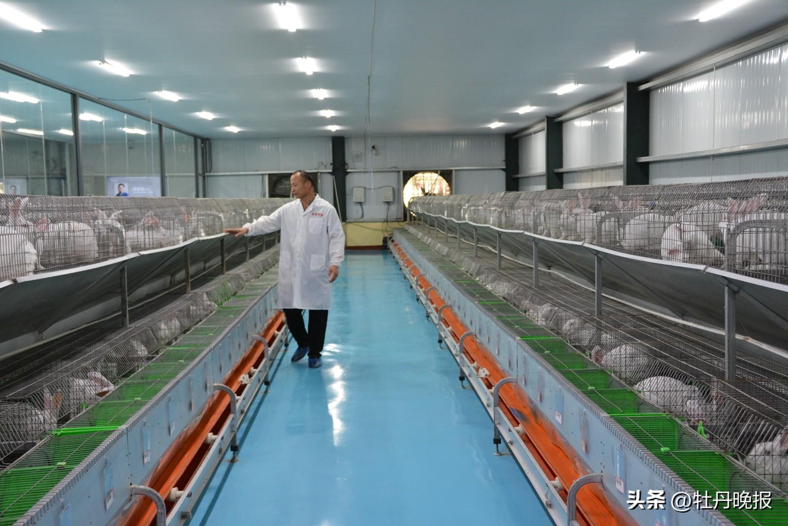 视频致富养殖肉兔是真的吗_致富经肉兔养殖视频_致富经肉兔的养殖技术视频
