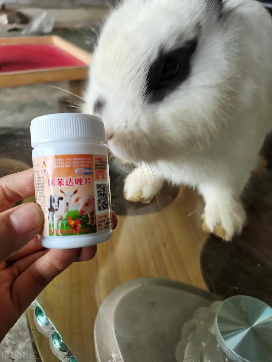 致富经肉兔的养殖技术视频_致富经肉兔养殖视频_视频致富养殖肉兔赚钱吗