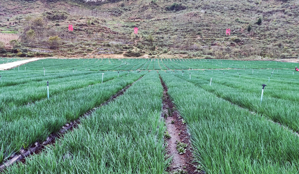 致富经大葱种植_种植大葱致富_致富大葱种植技术视频