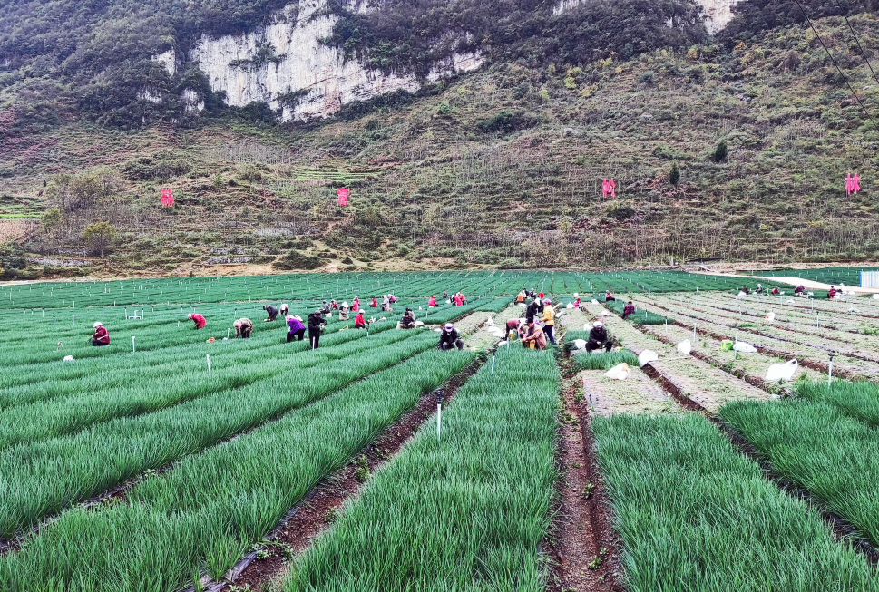 致富大葱种植技术视频_种植大葱致富_致富经大葱种植