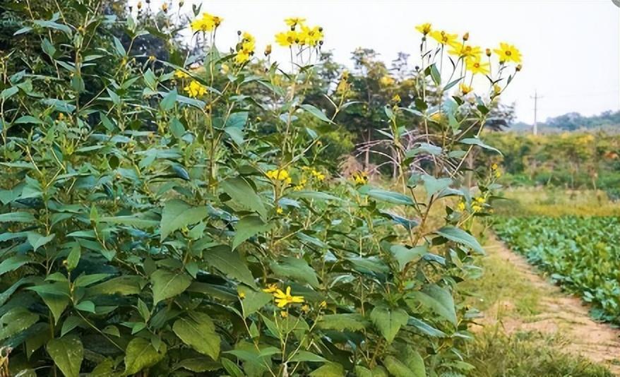 养殖沙虫_致富经爬沙虫养殖技术_致富经沙虫