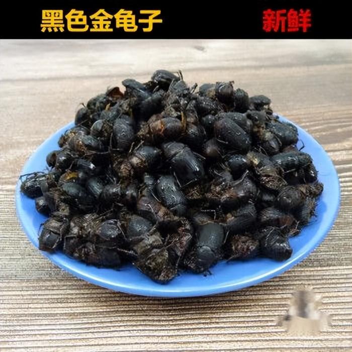 致富经爬沙虫养殖技术_致富经沙虫_养殖沙虫