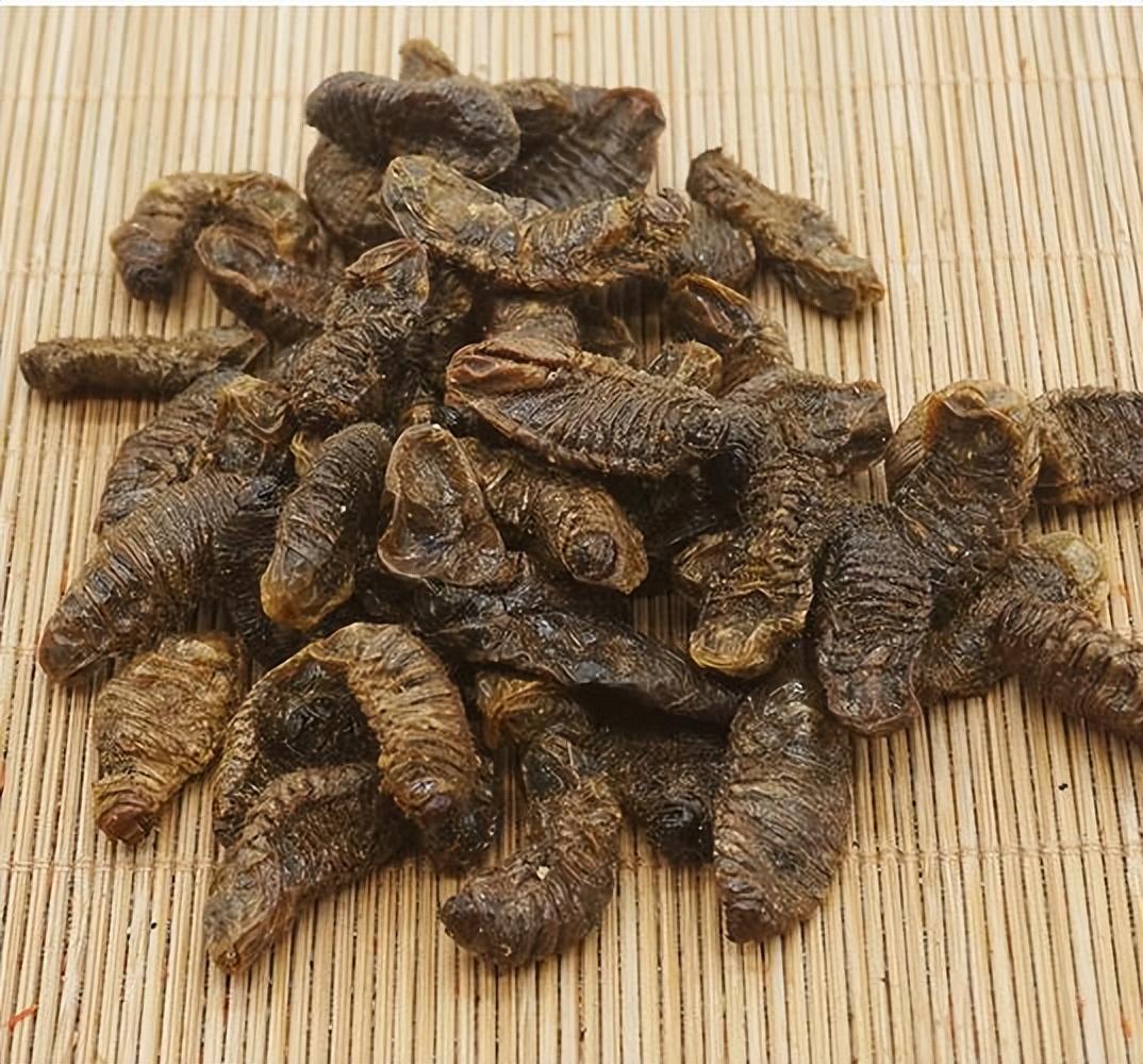 致富经沙虫_致富经爬沙虫养殖技术_养殖沙虫