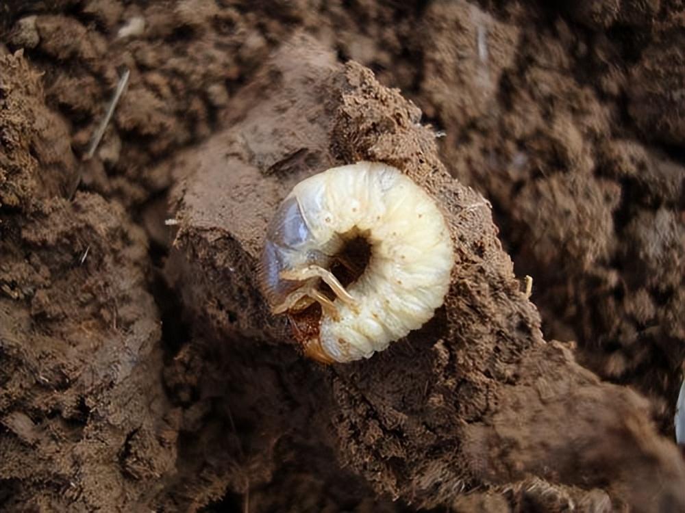 养殖沙虫_致富经沙虫_致富经爬沙虫养殖技术