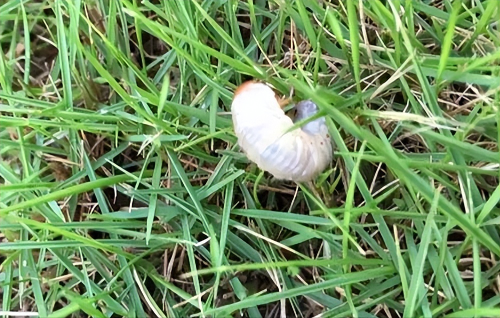 致富经爬沙虫养殖技术_致富经沙虫_养殖沙虫