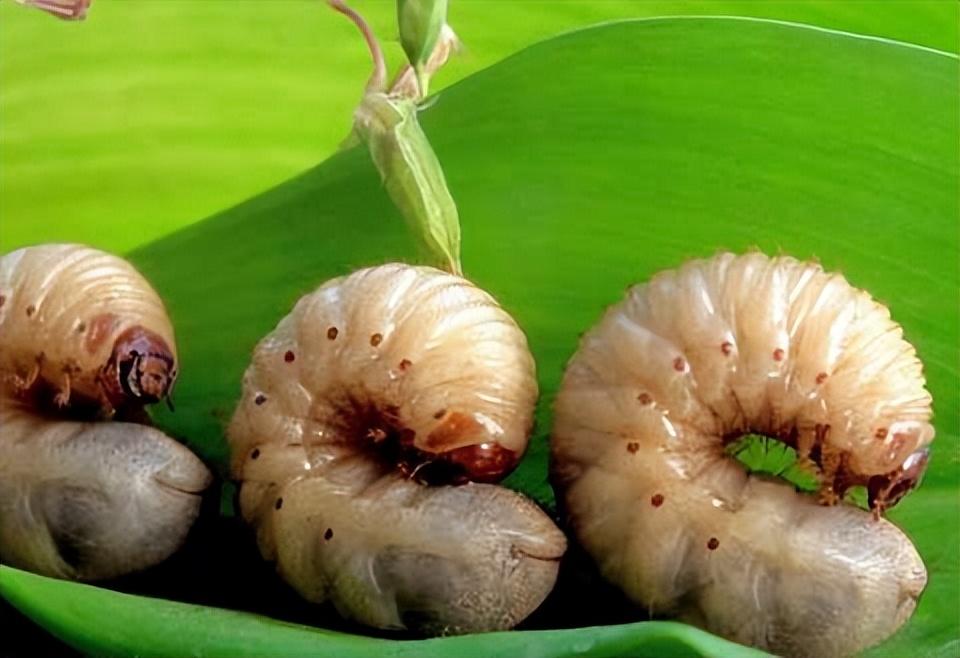 致富经爬沙虫养殖技术_致富经沙虫_养殖沙虫