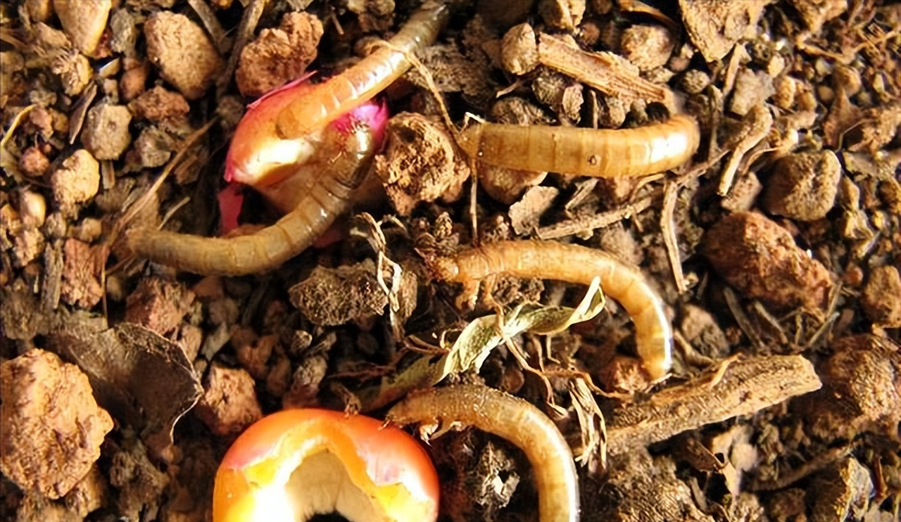 致富经爬沙虫养殖技术_致富经沙虫_养殖沙虫