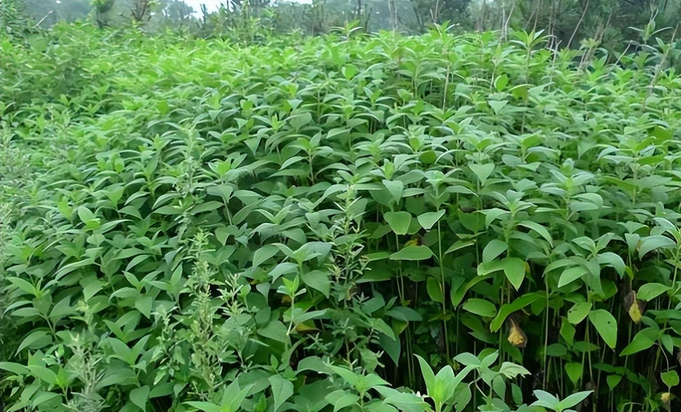致富经爬沙虫养殖技术_致富经沙虫_养殖沙虫