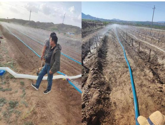 酸枣种植致富_2020年种植酸枣前景如何_致富种植酸枣树怎么样