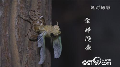 六畜兴旺贺新春