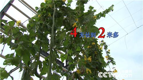 种瓜不卖瓜年入八千万