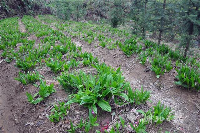 2020年种植药材补贴政策解读