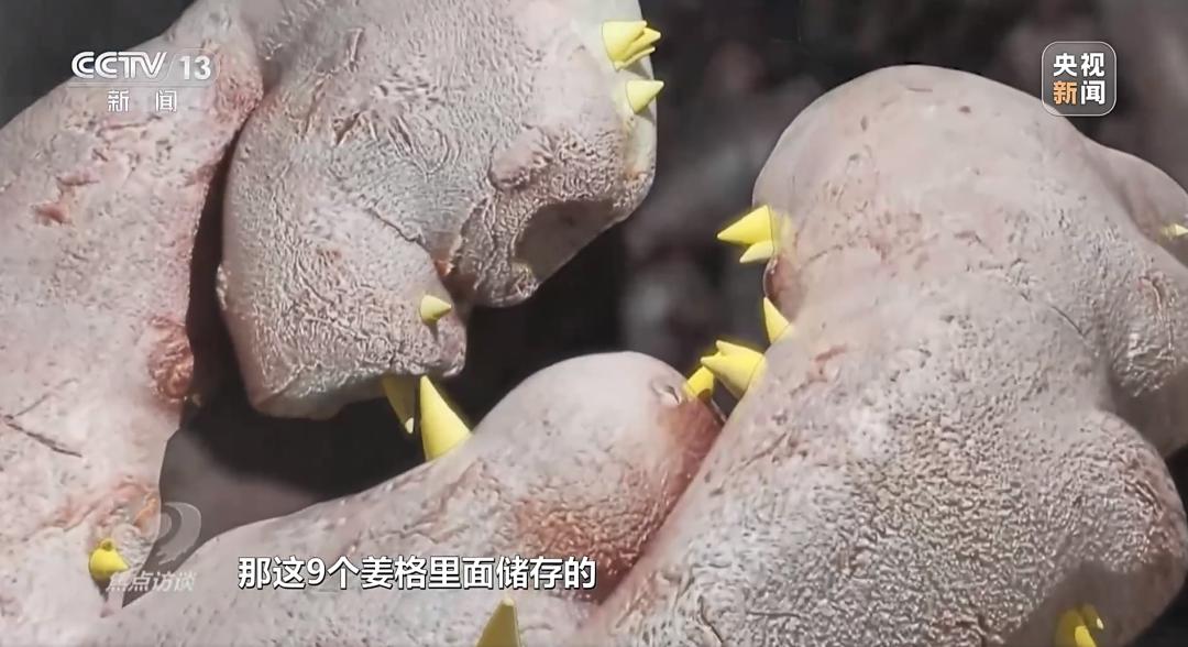 致富经生姜种植技术视频_农村创业种姜_农业种植姜致富
