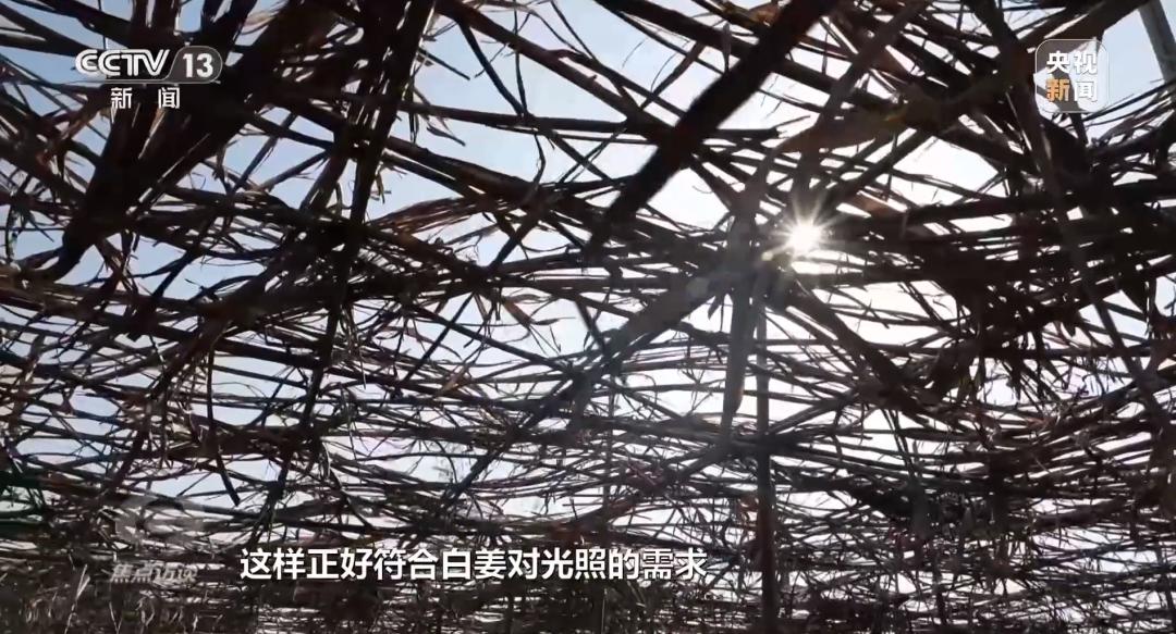 致富经生姜种植技术视频_农村创业种姜_农业种植姜致富
