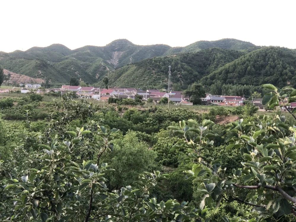 酵素种植骗局_酵素养猪致富经节目_酵素种植致富项目