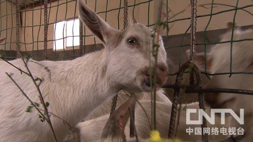 致富三农豪猪图片大全_三农致富经豪猪_致富经豪猪