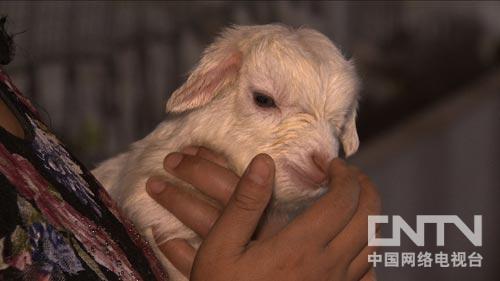 三农致富经豪猪_致富三农豪猪图片大全_致富经豪猪