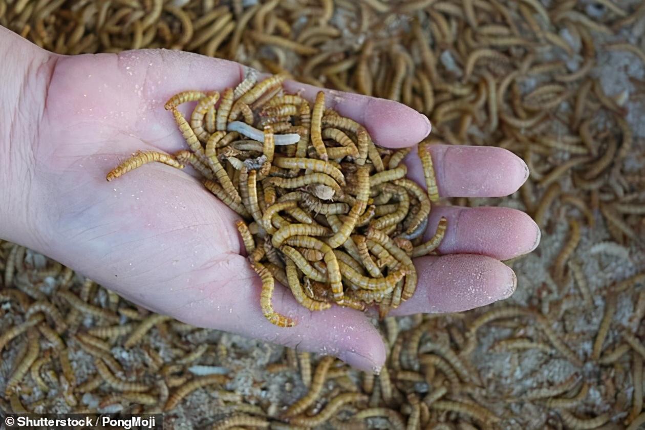 昆虫养殖食用技术视频_昆虫养殖食用技术有哪些_食用昆虫养殖技术
