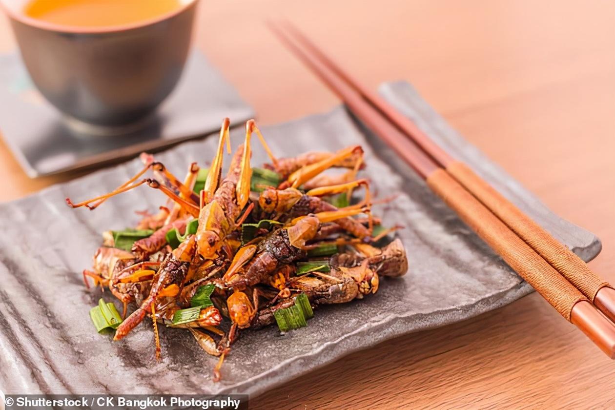 昆虫养殖食用技术视频_昆虫养殖食用技术有哪些_食用昆虫养殖技术