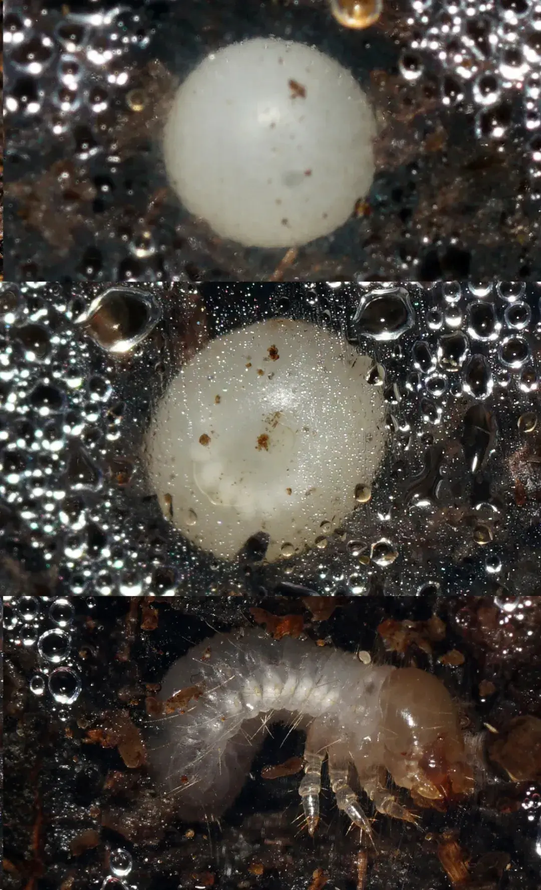 昆虫养殖_食用昆虫养殖技术_昆虫的养殖技术