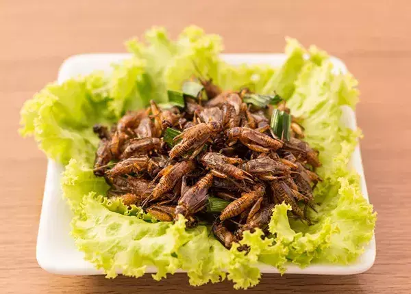 昆虫养殖食用技术视频_食用昆虫养殖技术_昆虫养殖食用技术有哪些