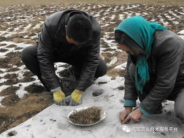 致富药材种植技术有哪些_种植药材致富技术_中药材种植致富经