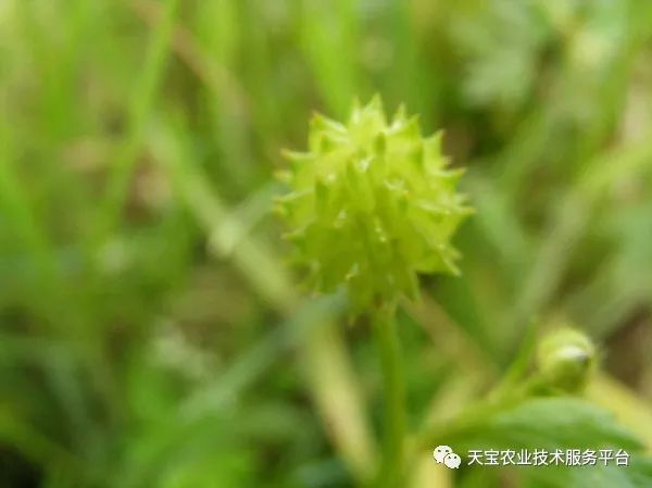 致富药材种植技术有哪些_中药材种植致富经_种植药材致富技术