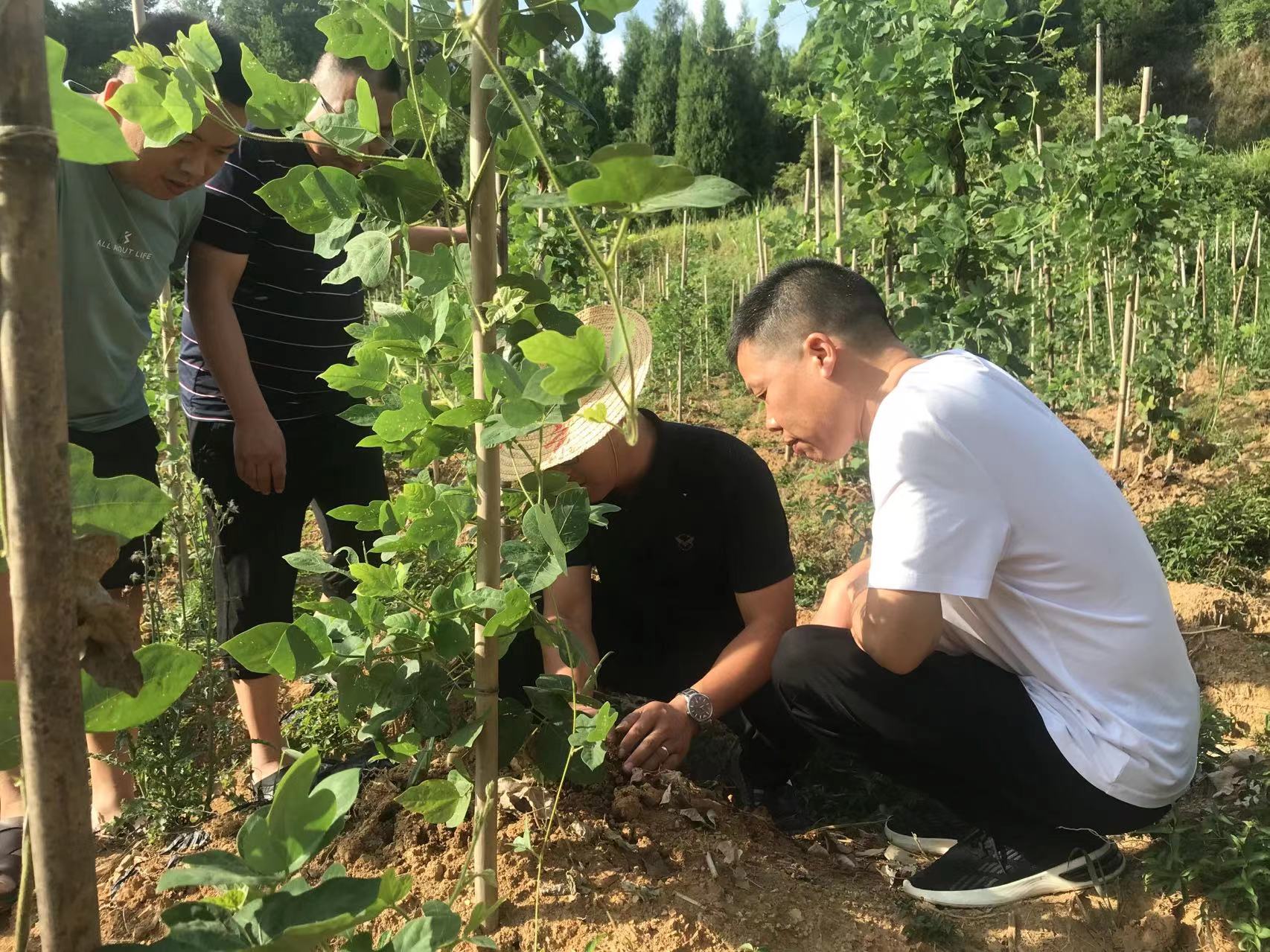 种植葛根的前景与利润_致富种植葛根视频_种植葛根致富