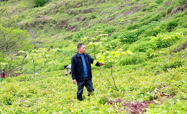 种植油桐致富_致富种植油桐图片_致富种植油桐怎么样