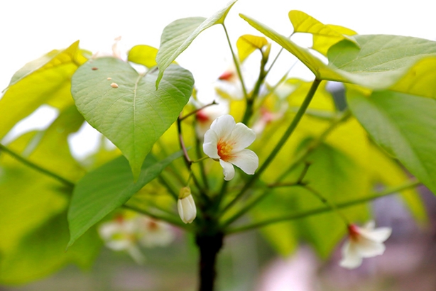致富种植油桐图片_致富种植油桐怎么样_种植油桐致富