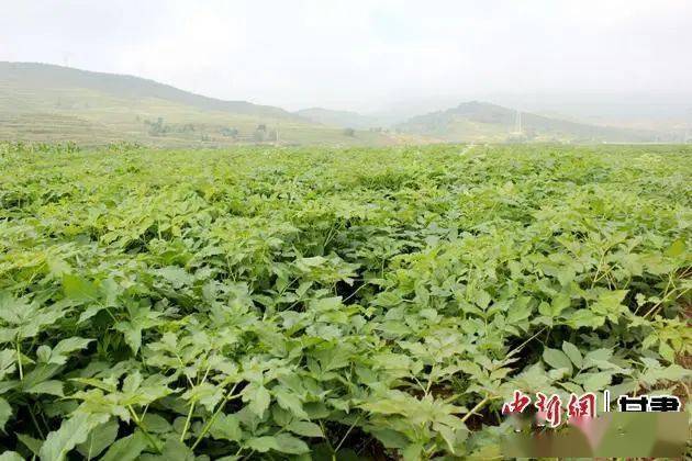 半夏种植技术和栽培视频_致富经半夏种植技术图一_半夏种植条件及技术要点