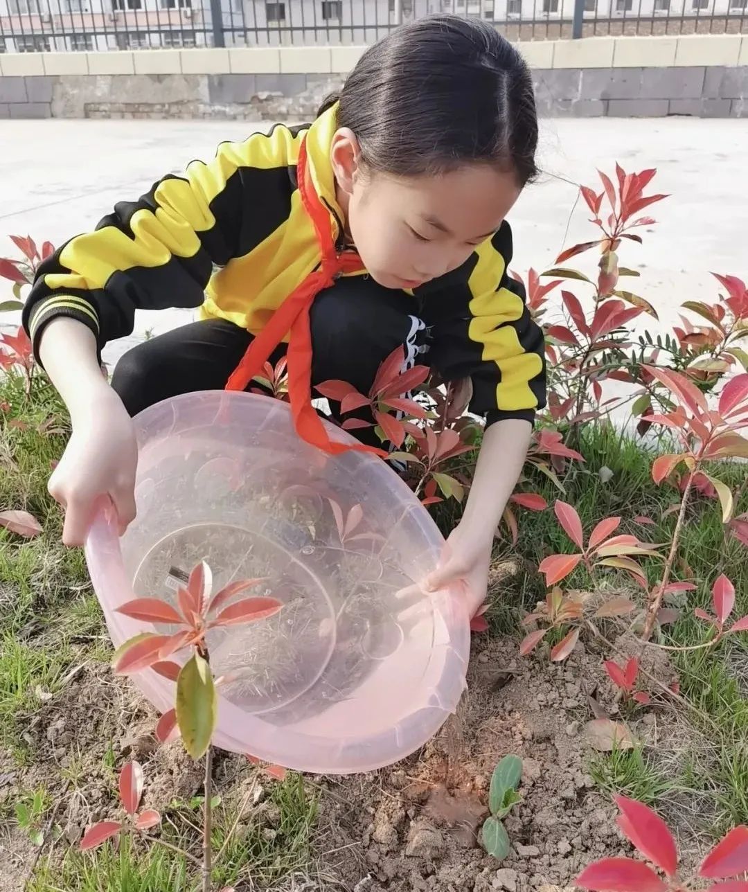 越东西葫芦种植技术_葫芦种植东西技术要点_葫芦种植东西技术视频