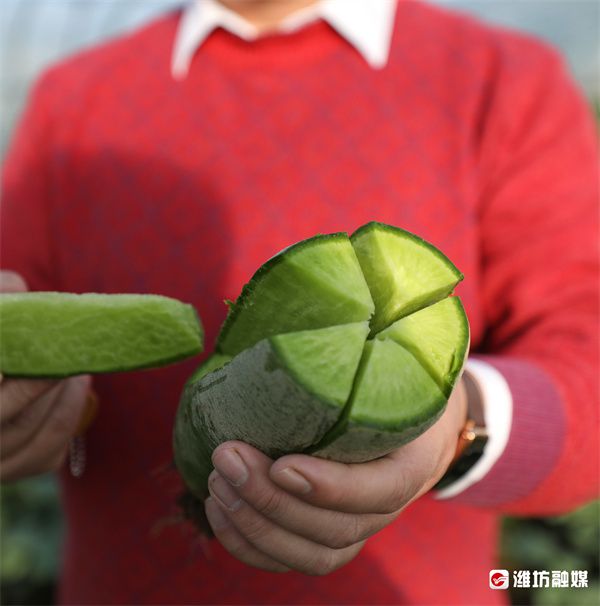 老汉种植人参致富_种植人参效益怎样_种植人参视频
